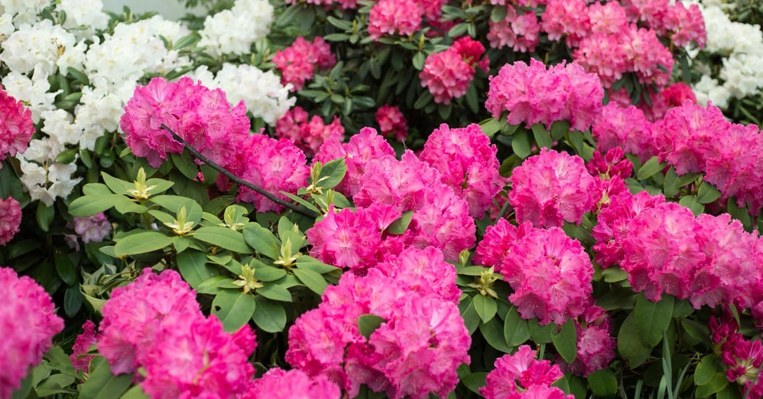 pink and white flowering azalea shrubs