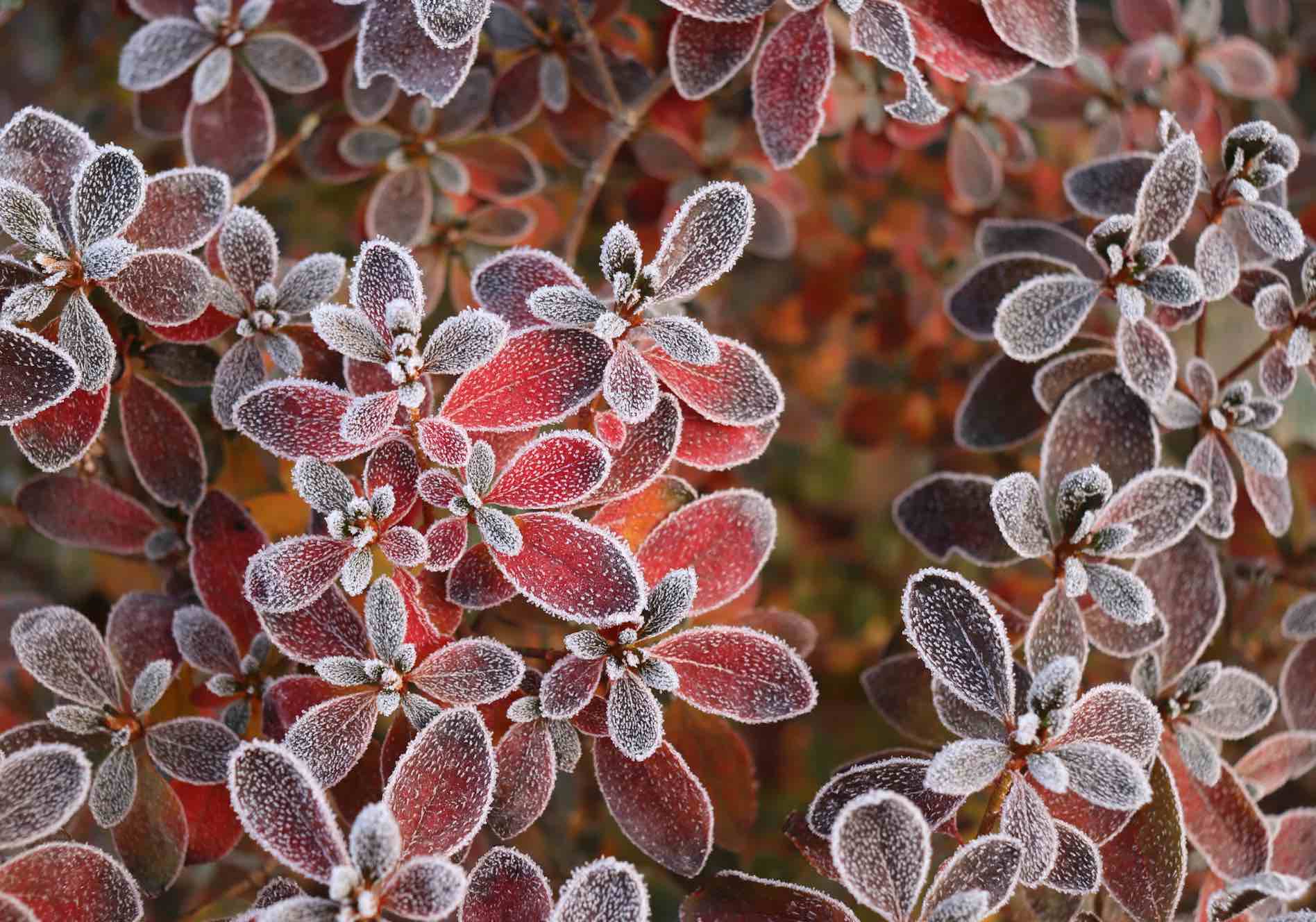 orange foliage from an azalea plant covered in a layer of frost