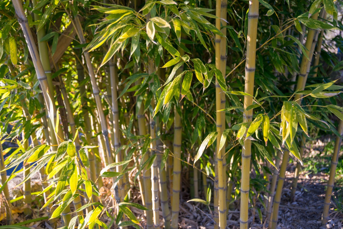 creamy-brown bamboo canes bearing lanceolate leaves