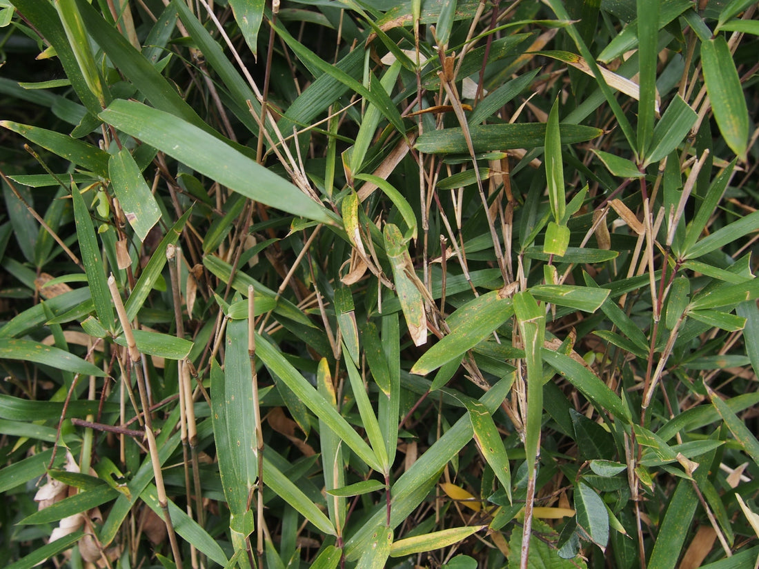 long, lanceolate leaves green bamboo leaves hanging from the brown canes of an overgrown shrub