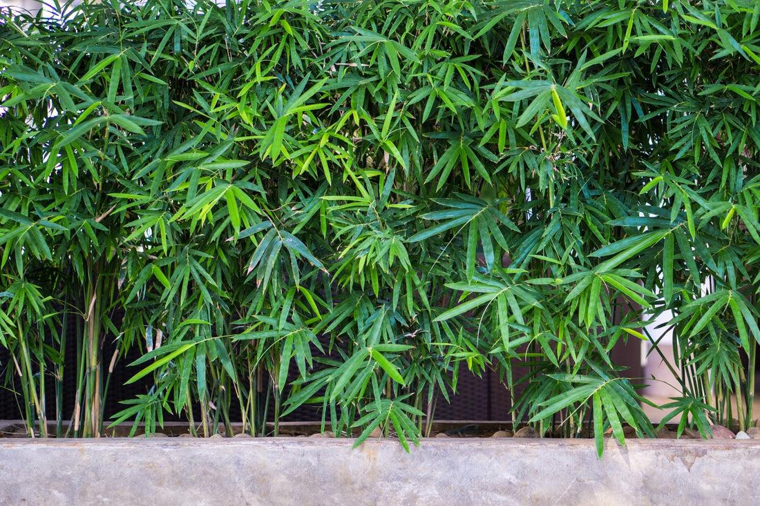 a wall of bamboo being grown in concrete planters