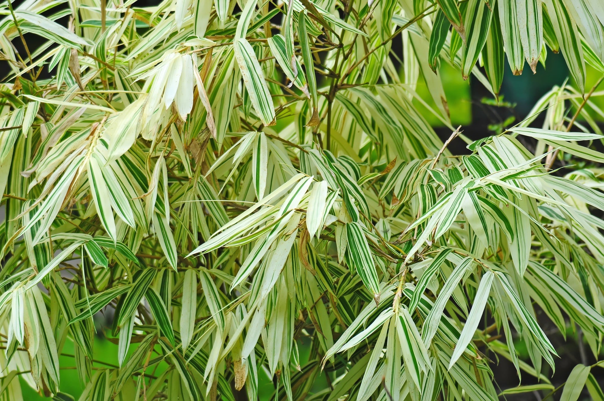 white and green striped variegation on the leaves of a bamboo plant