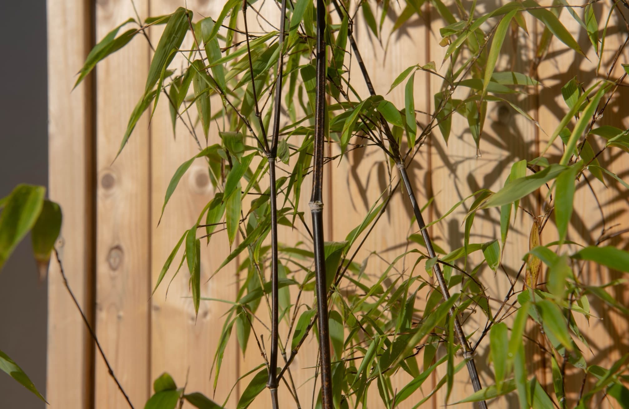 Phyllostachys nigra with black canes growing against a timber fence in a garden