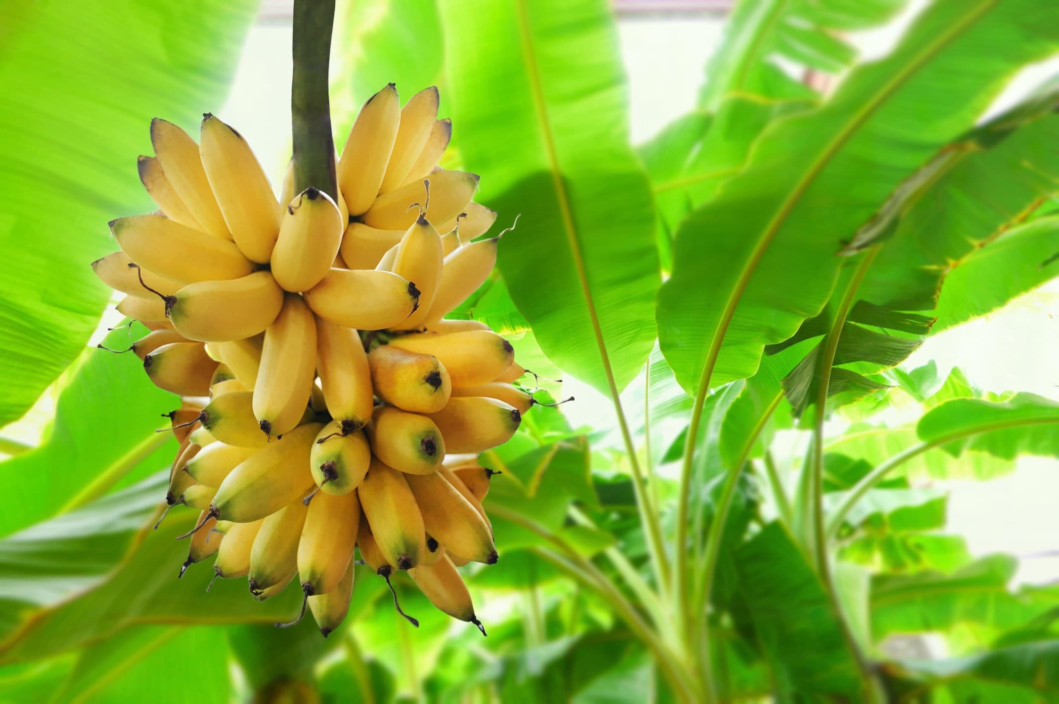 bunch of bananas growing on a plant
