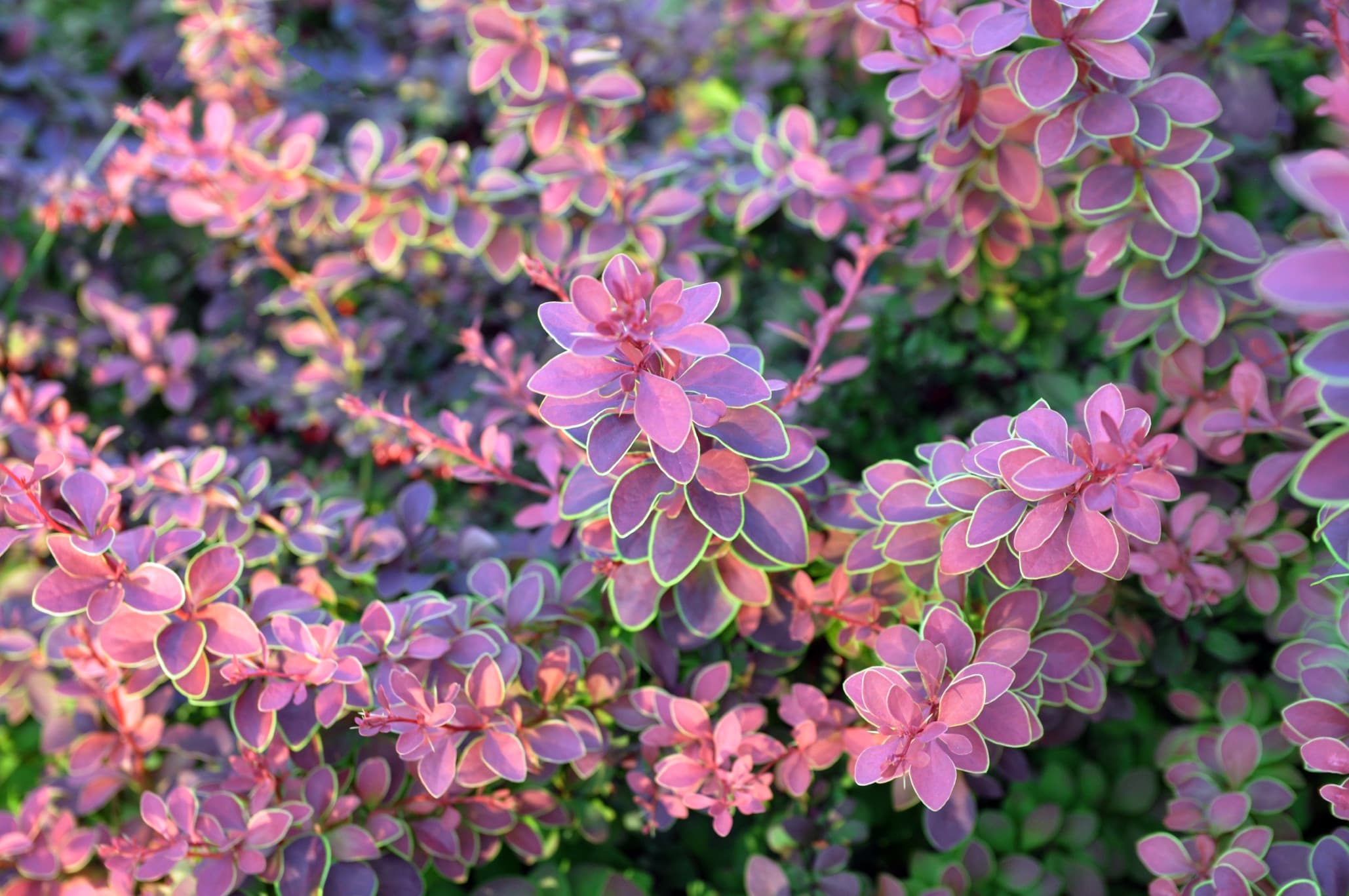 purple leaves of Japanese Barberry