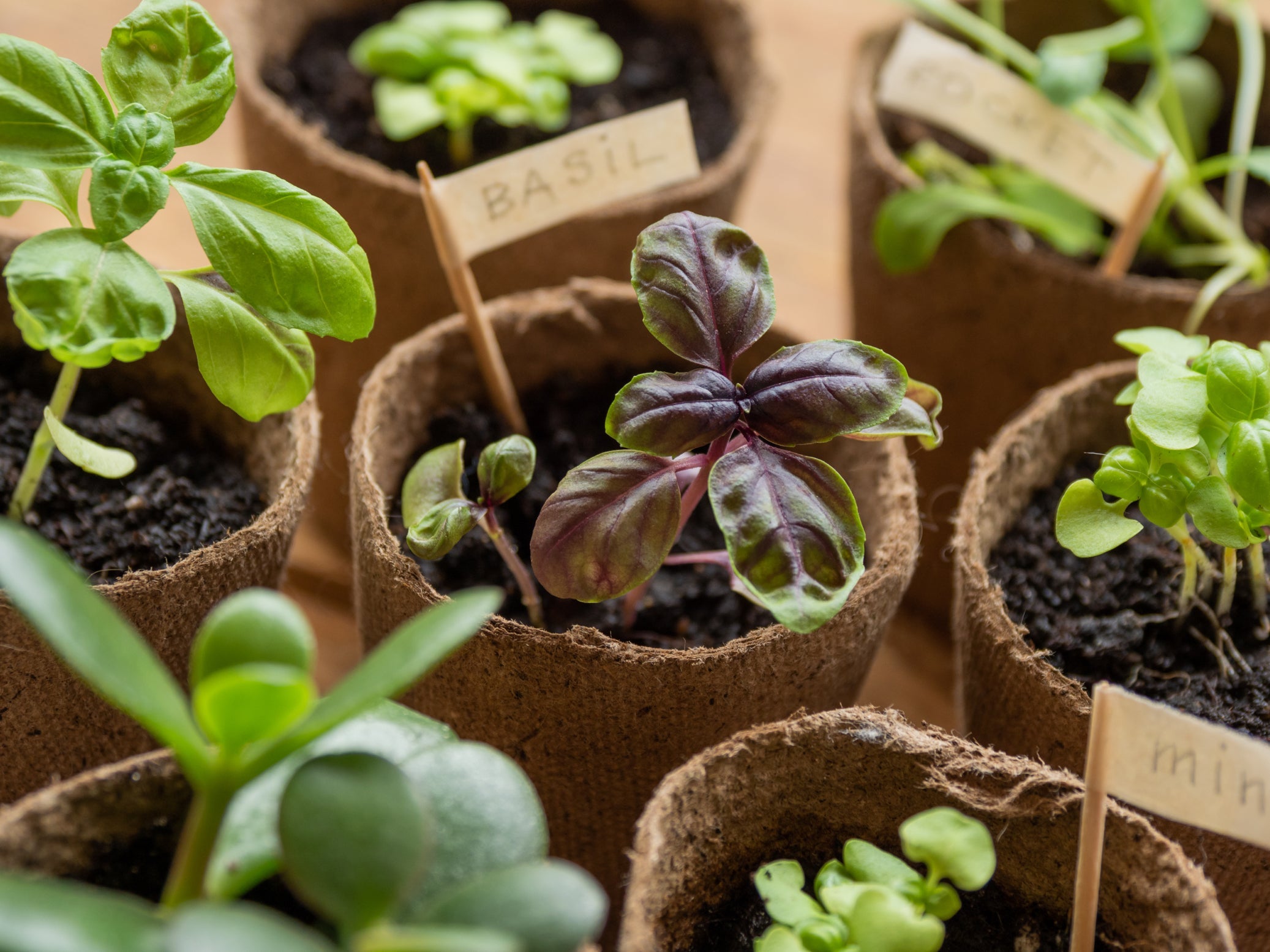 basil seedlings with purple and green leaves growing in tiny pots in rows indoors