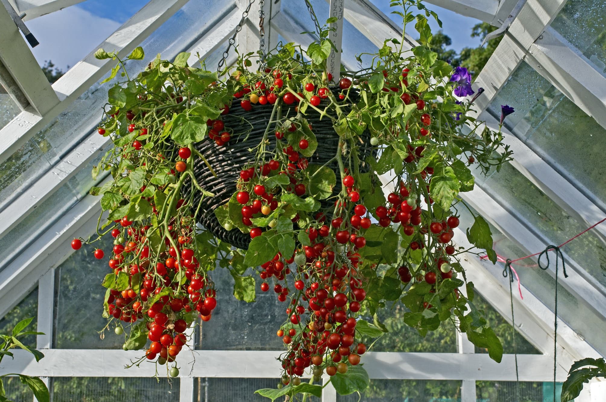 tomatoes hanging from their basket