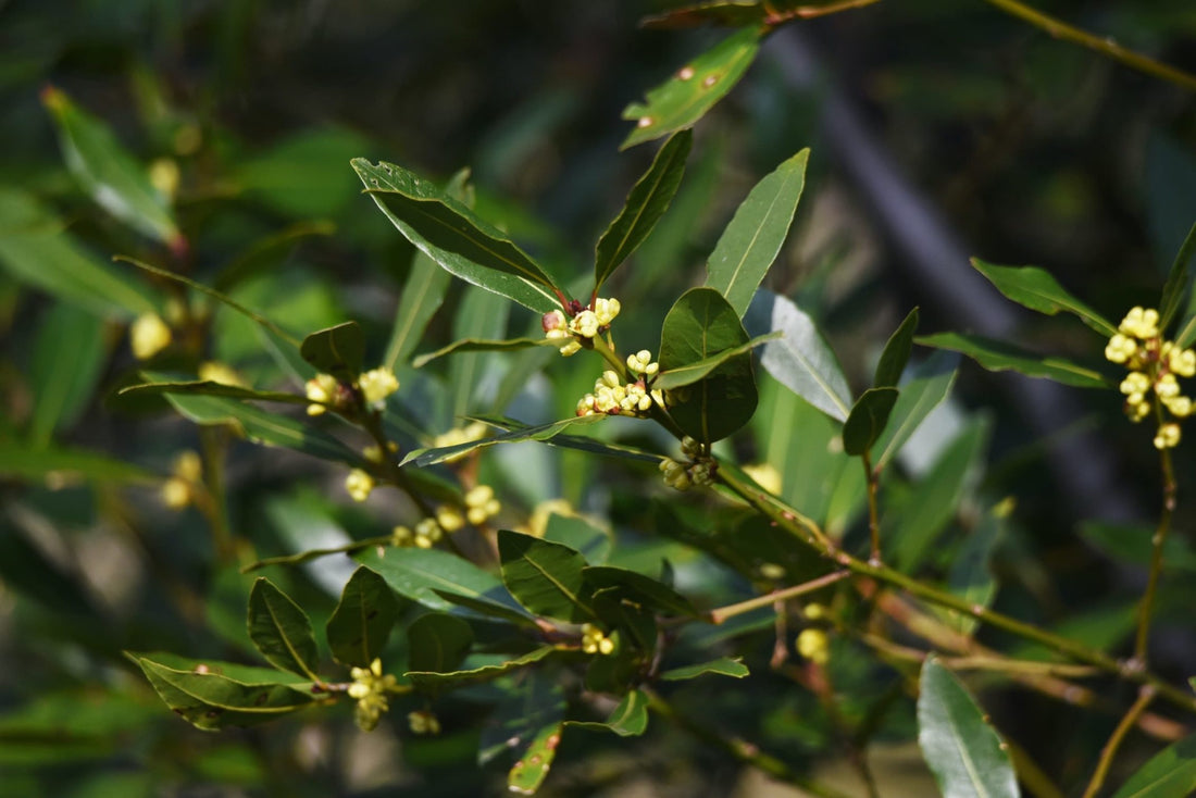 bay laurel leaves and yellow flowers