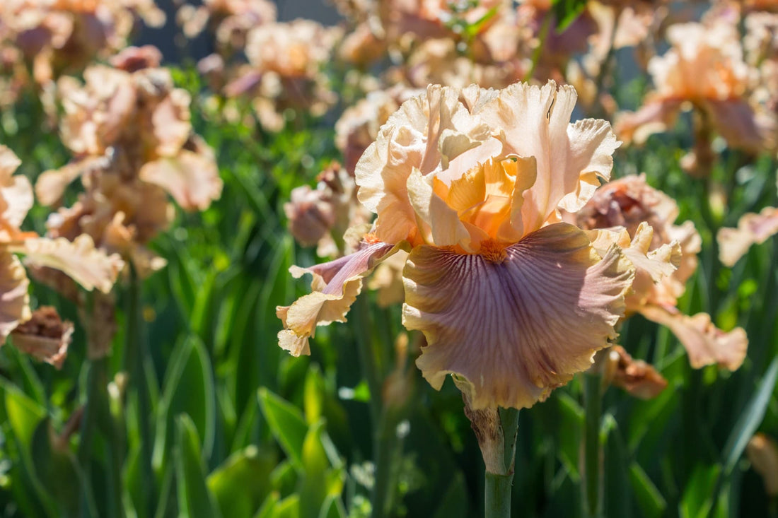 dark orange and brown flowers of iris germanica