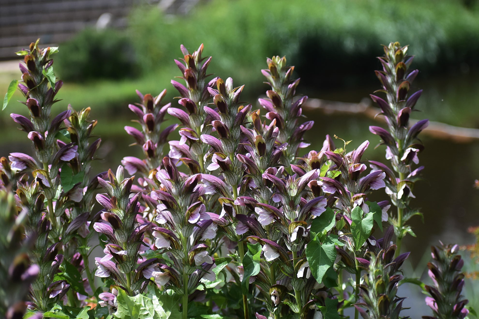 pink flowering acanthus mollis growing outdoors in front of a garden hedge
