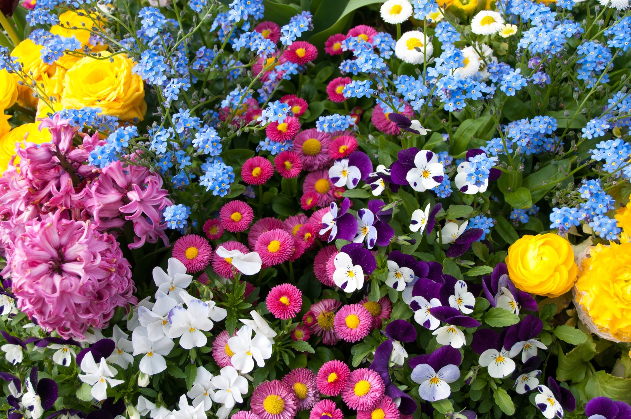 pink, blue, white, yellow, red and purple flowering plants growing next to each other in a garden bed