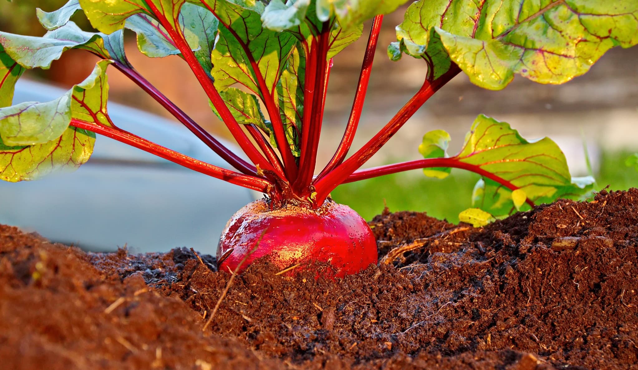 fresh red beetroot unearthed from garden soil