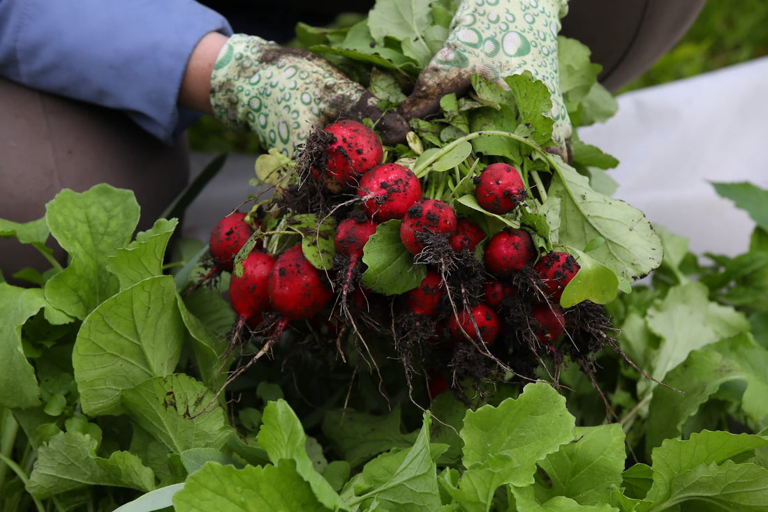 small round beetroot being pulled from the ground by a gardener with gloves on
