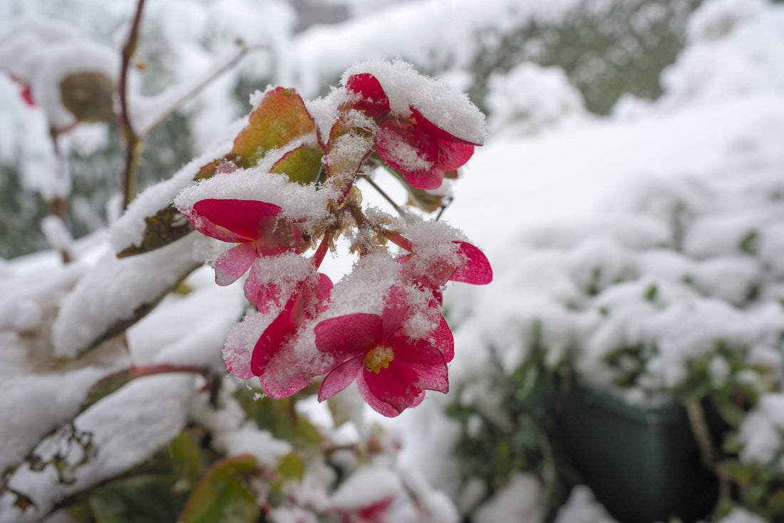 pink flowering begonia growing outside covered in a layer of snow
