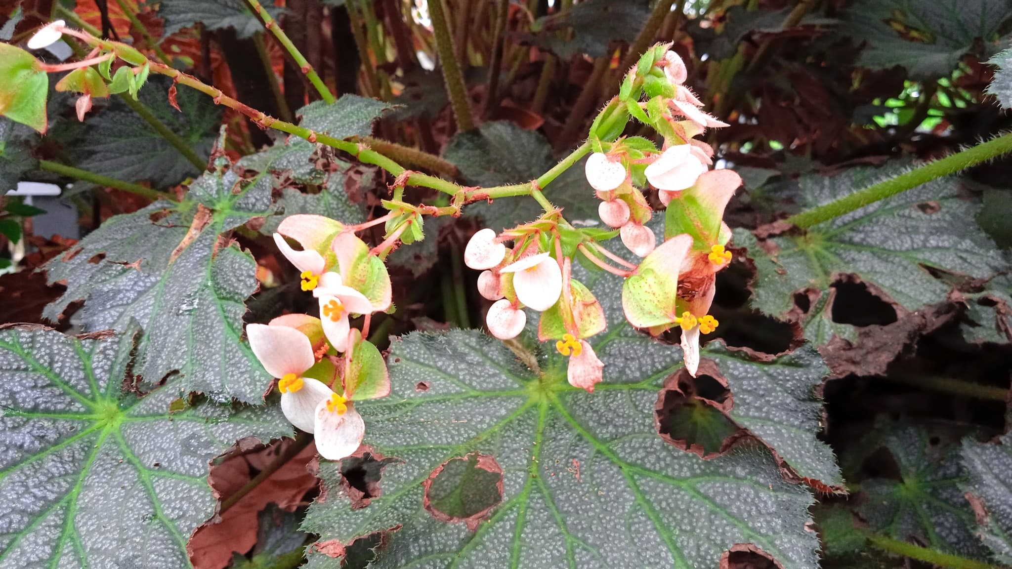 begonia masoniana flowers