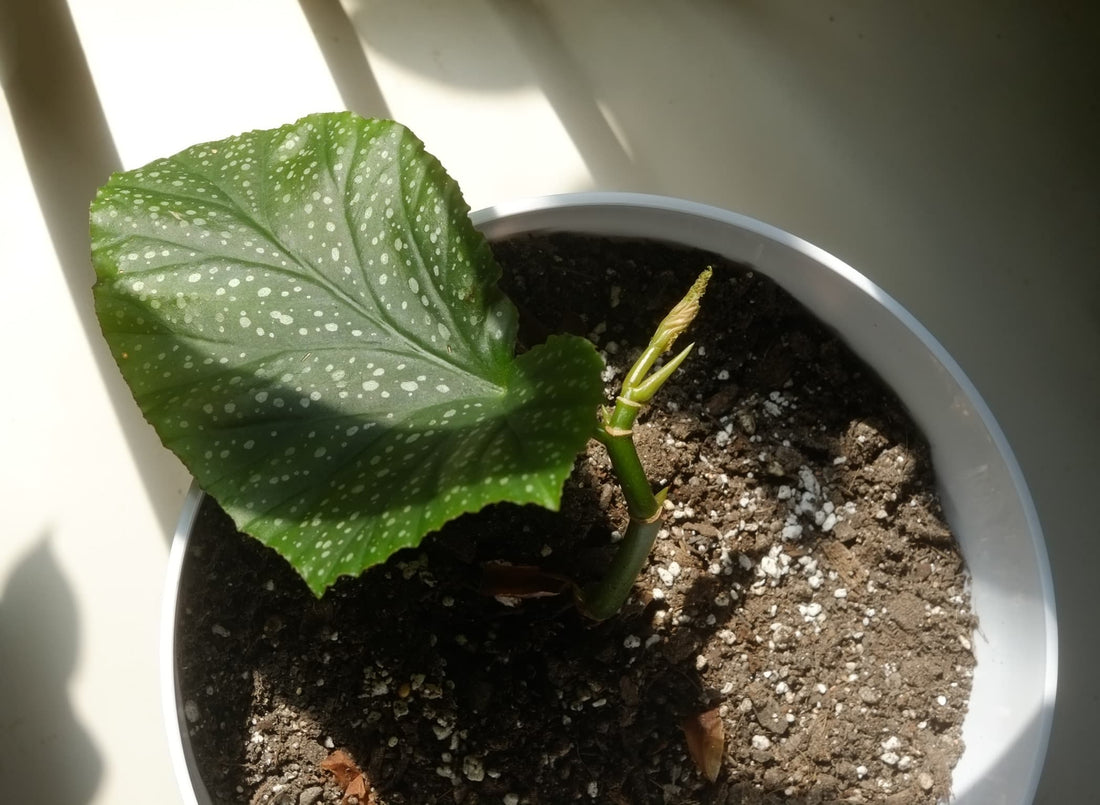 begonia angel wing growing in a large white pot from a cutting