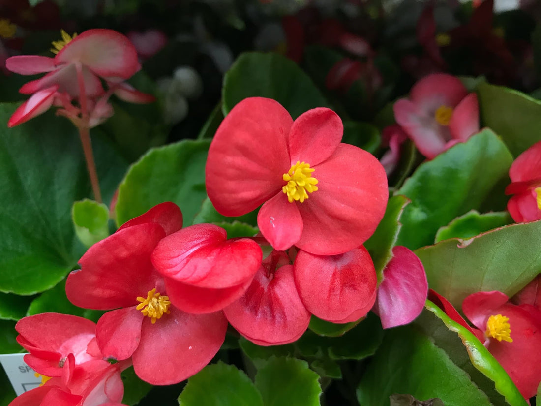 bright red wax begonias in the garden