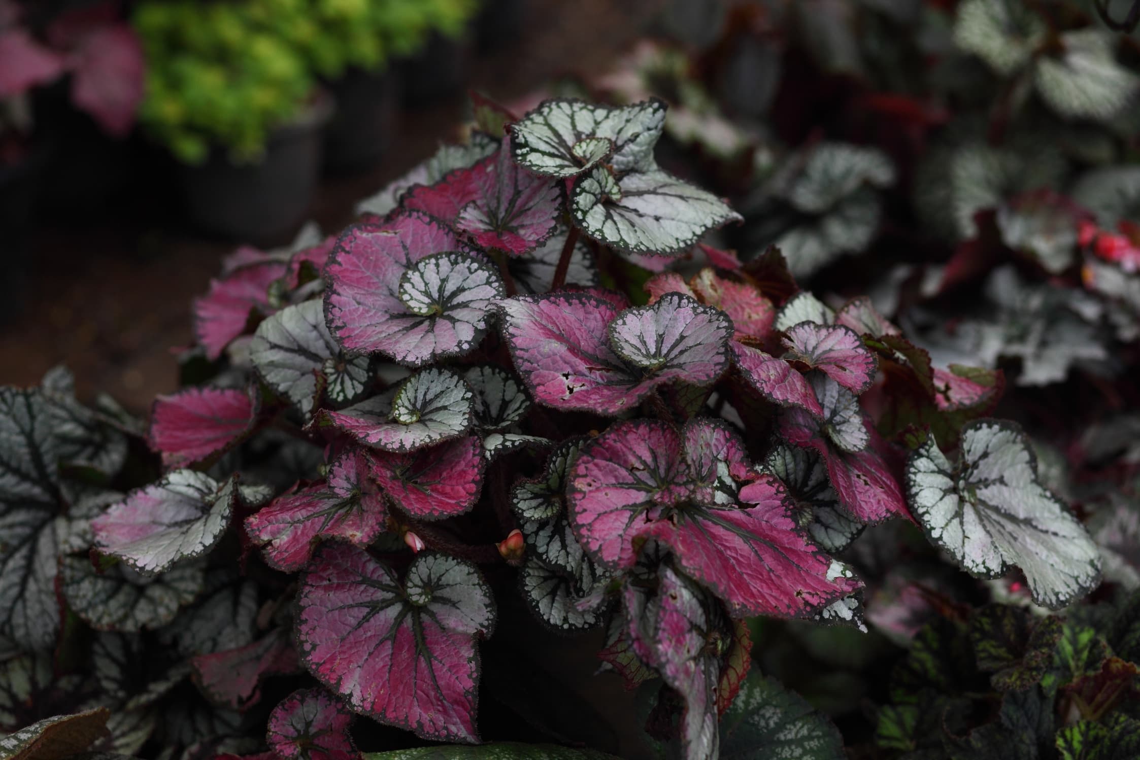 spiral begonia leaves in dark red and grey