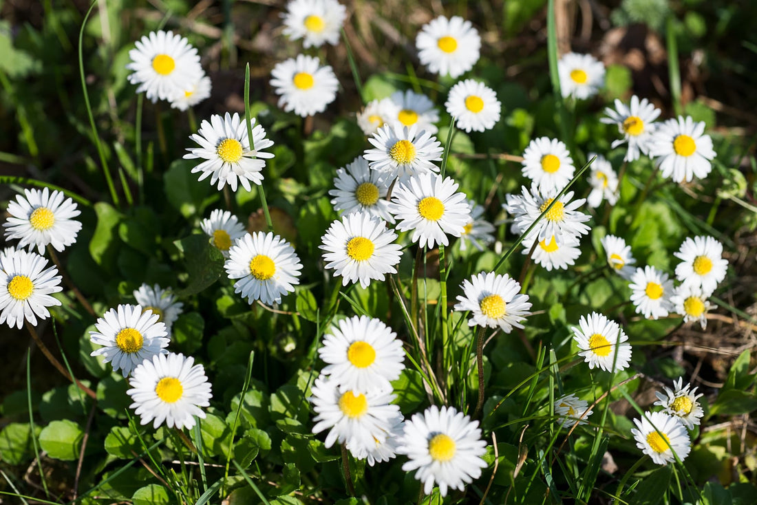 Bellis perennis plant with daisy-like white and yellow flowers