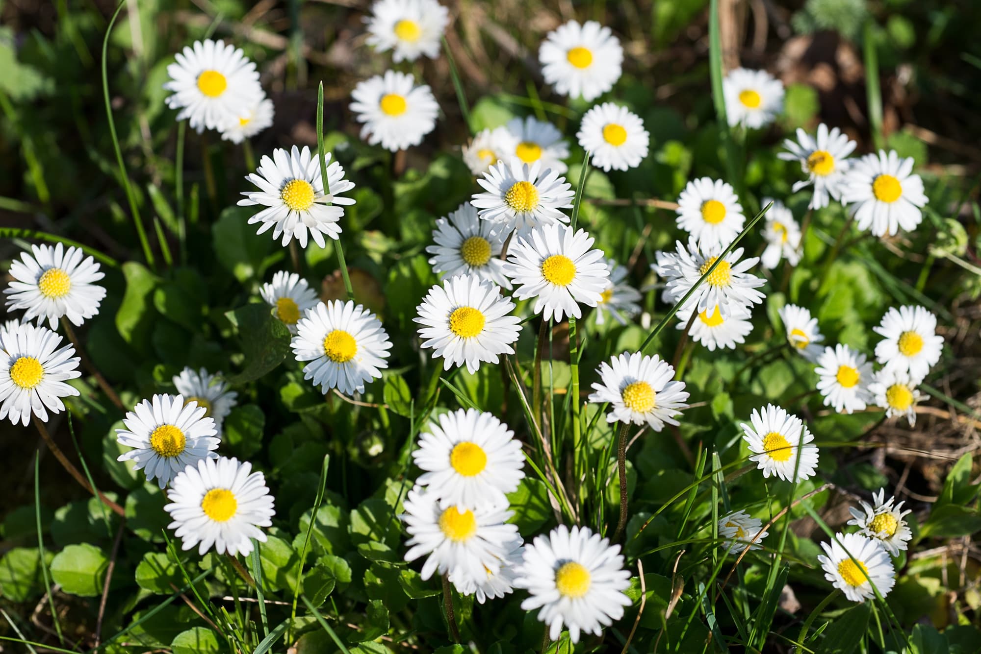 Bellis perennis plant with daisy-like white and yellow flowers