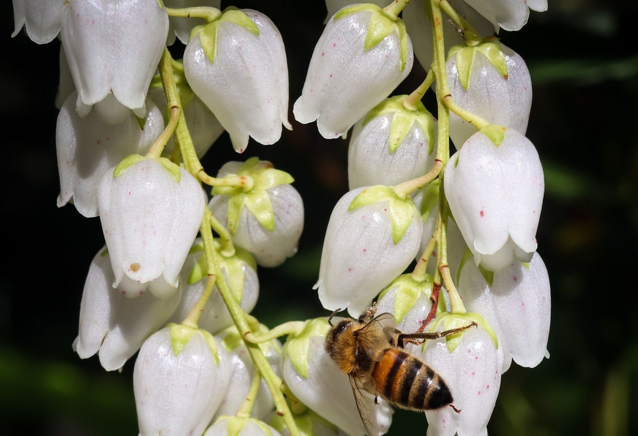 white bell-shaped flowers growing from yellow stems outside with a bee resting on some of the petals