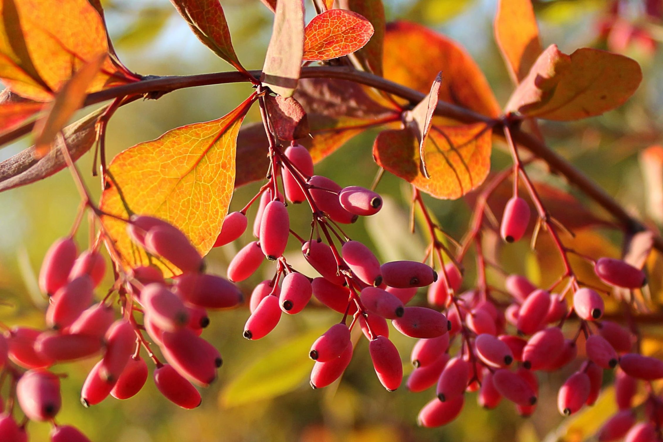 berries on berberis in autumn sunlight