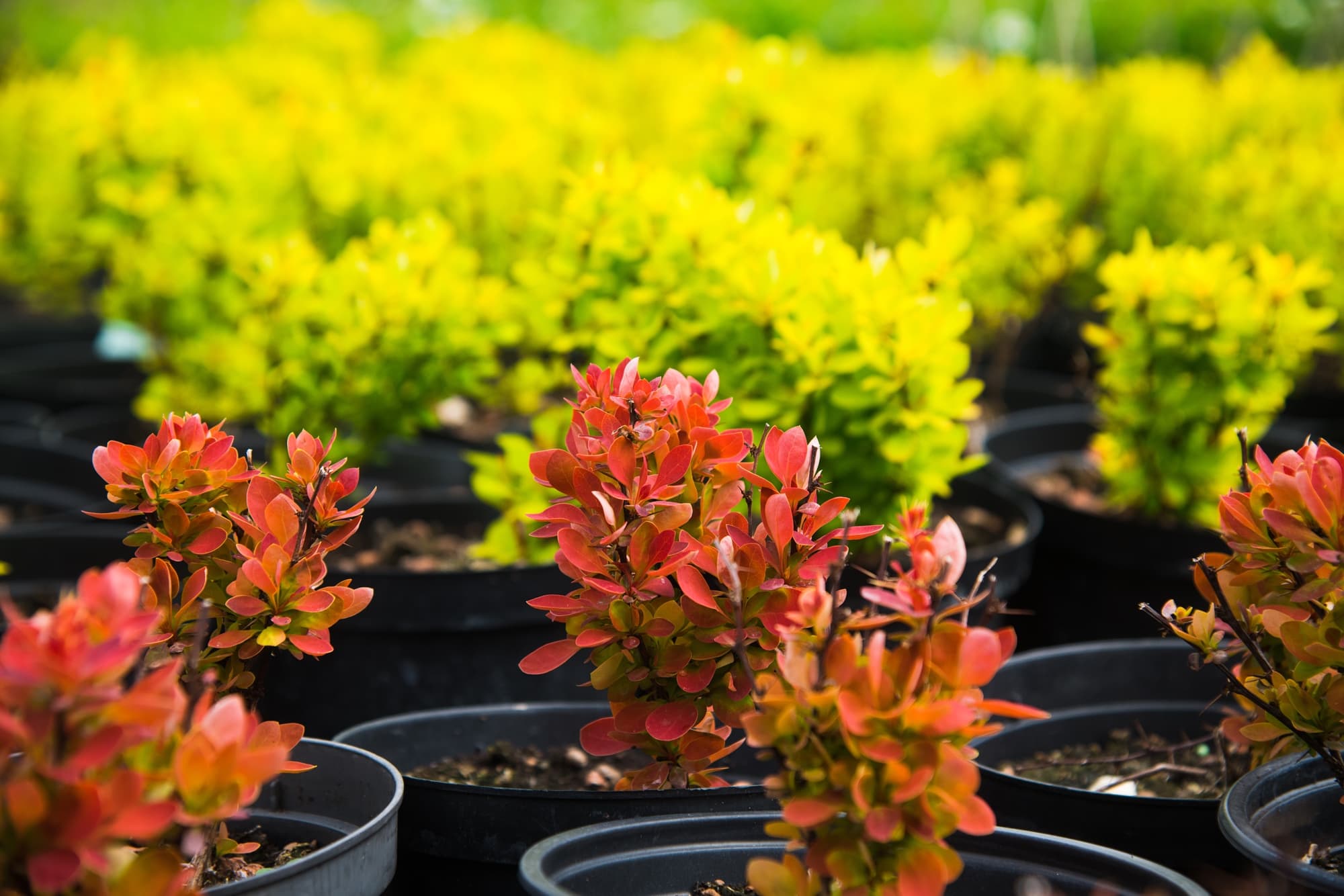 rows of green and red leaved berberis seedlings growing in plant containers