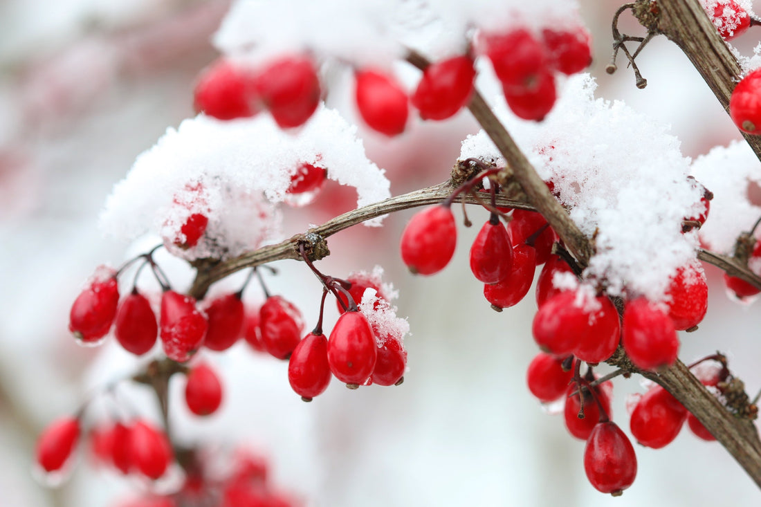 red berries from a berberis shrub growing outside covered in a layer of snow