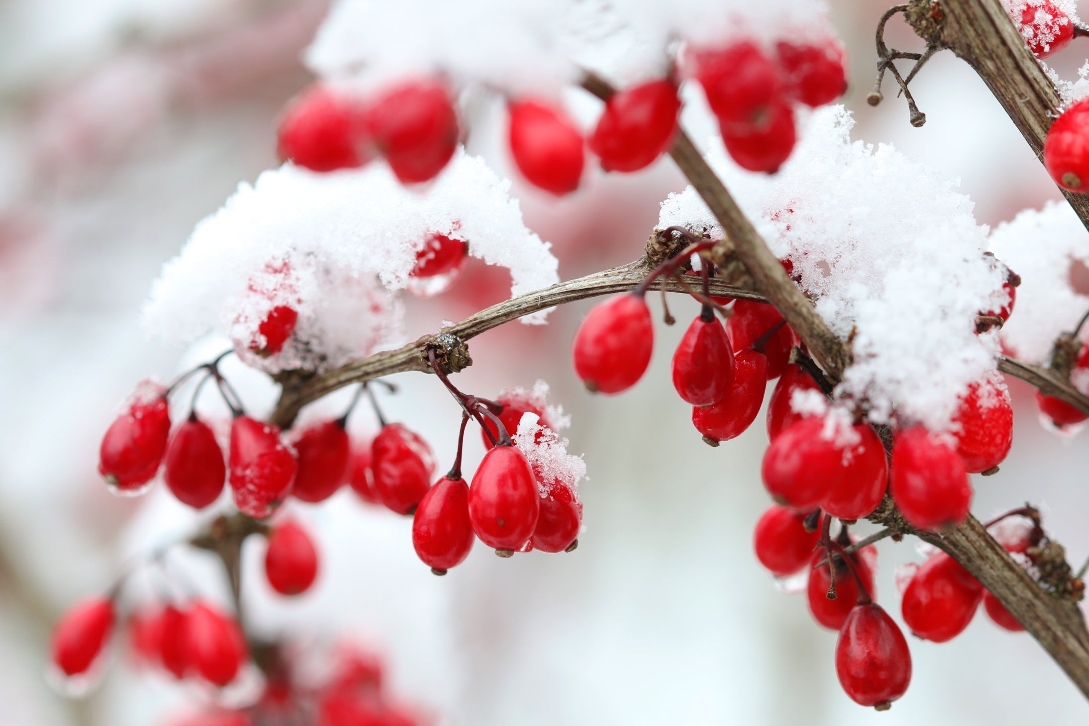 red berries from a berberis shrub growing outside covered in a layer of snow