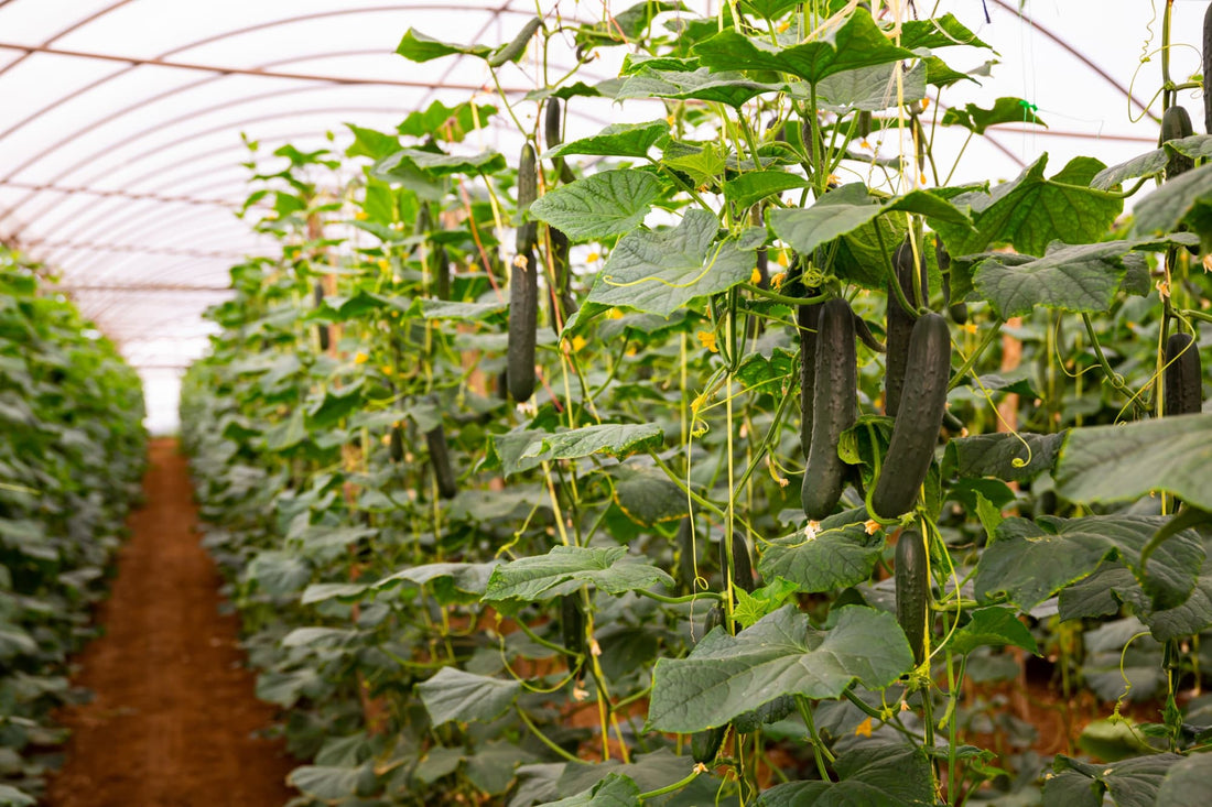cucumber plants growing inside a large greenhouse