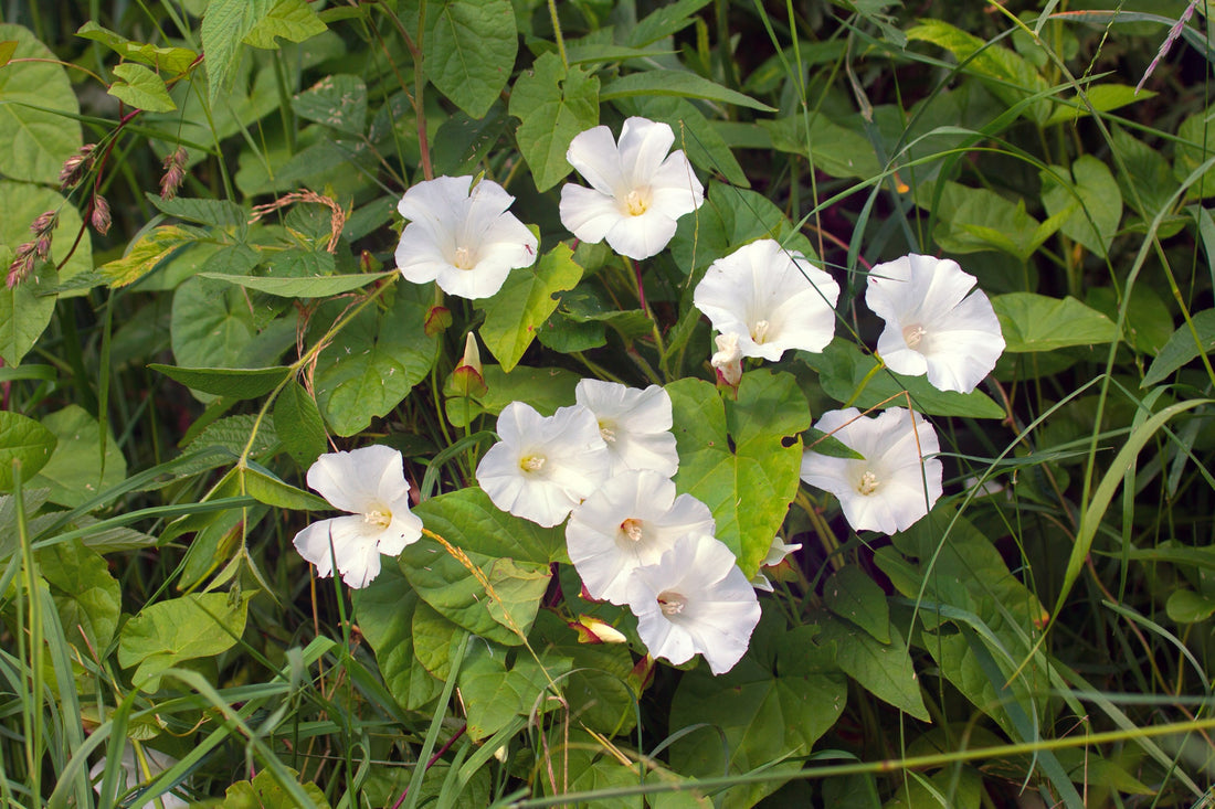 white flowering bindweed growing outdoors in a field