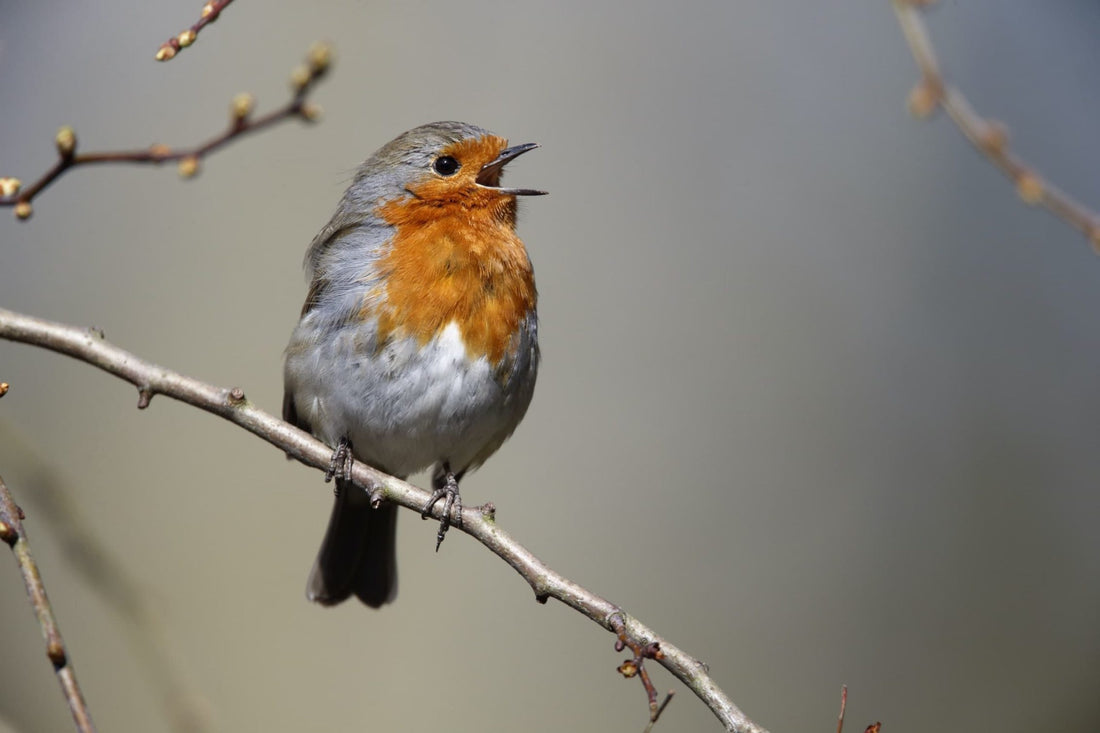 Robin on tree branch