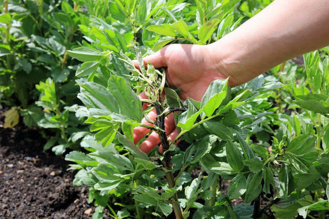 a gardener inspecting blackfly on a broadbean plant