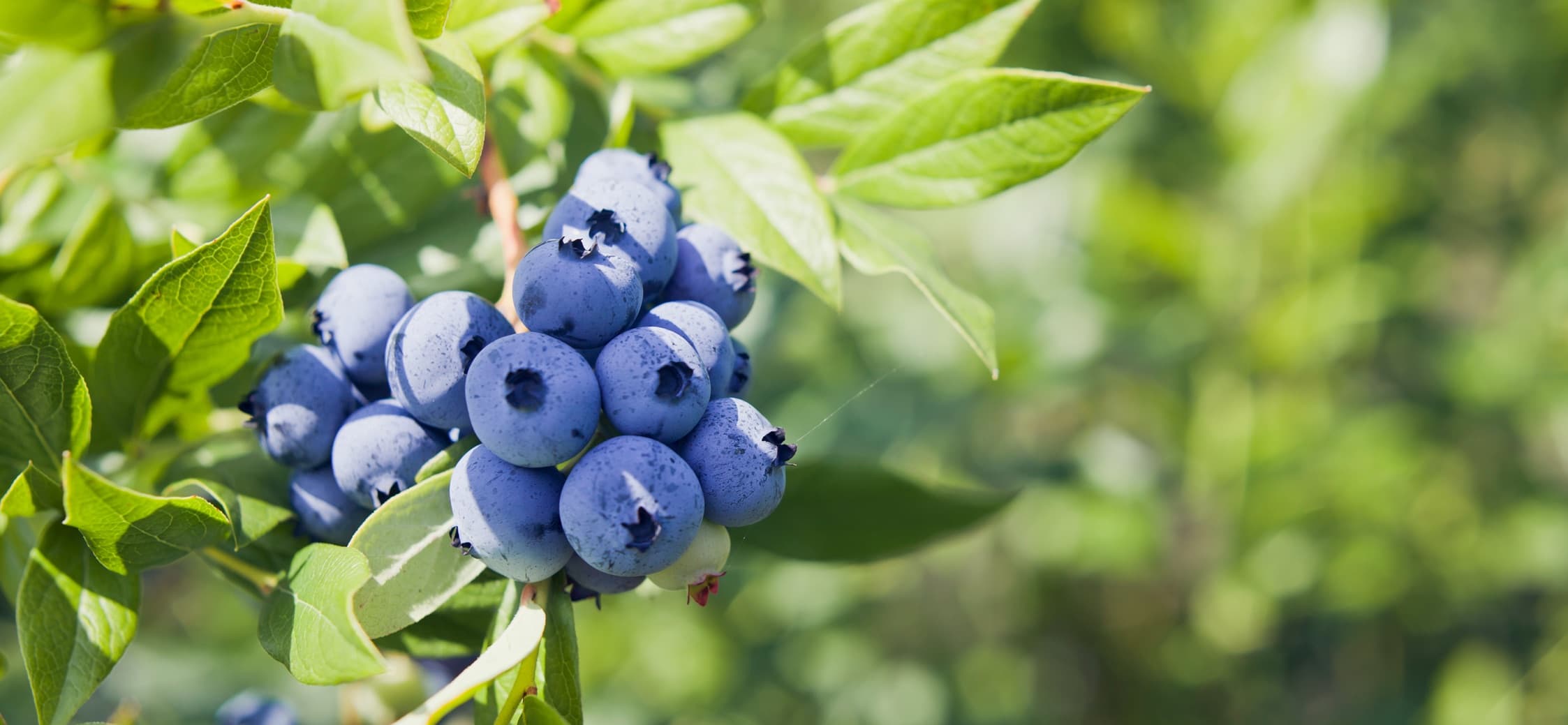 luscious clusters of blueberry fruits on a branch