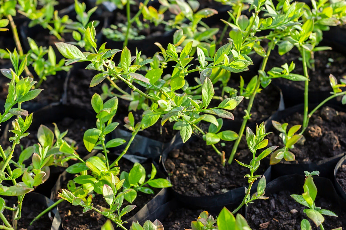 blueberry seedlings with sprouting green foliage growing in rows in small black containers