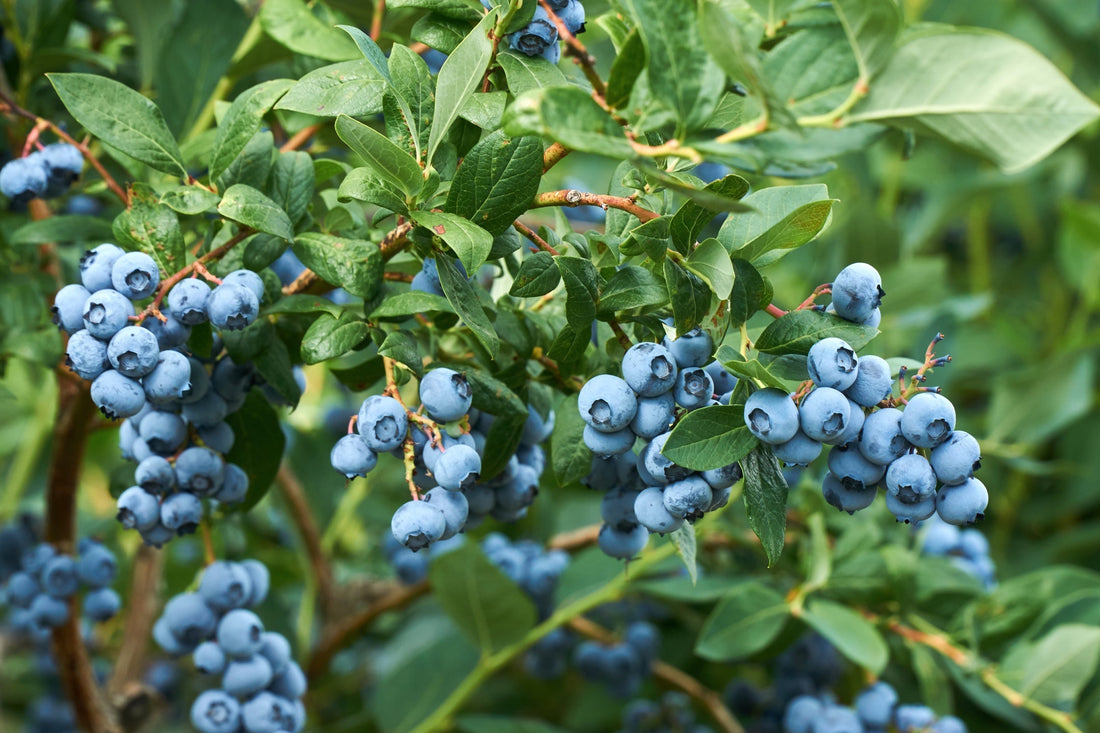blueberry shrub bearing round blue fruits growing outside