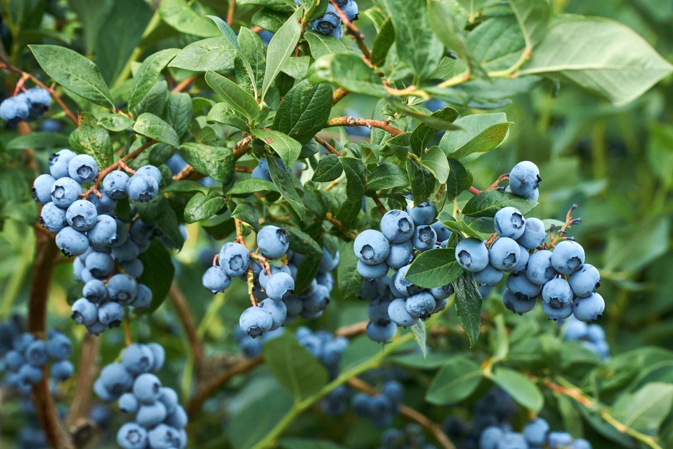 blueberry shrub bearing round blue fruits growing outside