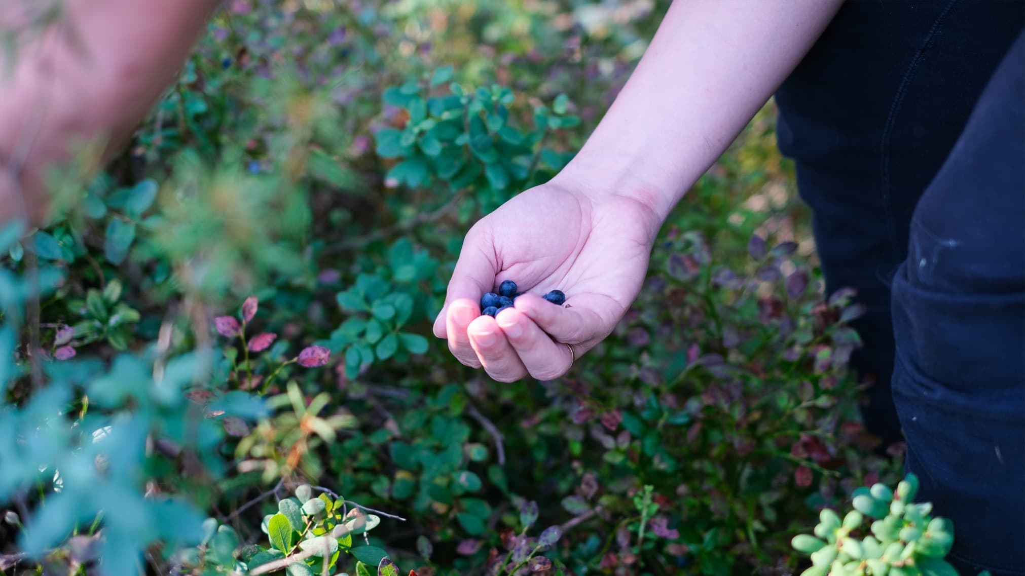 hands shown harvesting blueberries in a field