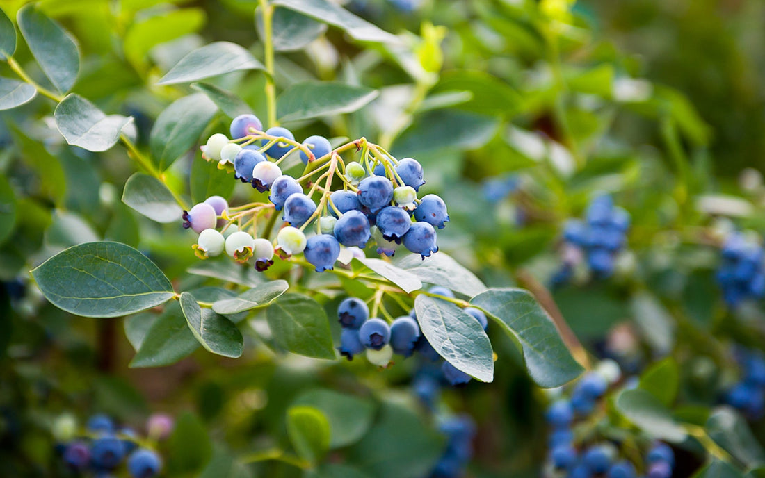 blueberry plant bearing lots of round blue fruits growing outside
