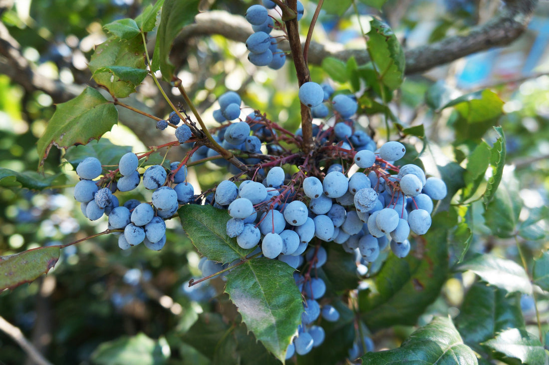 blueberry shrub with light blue fruit growing outside