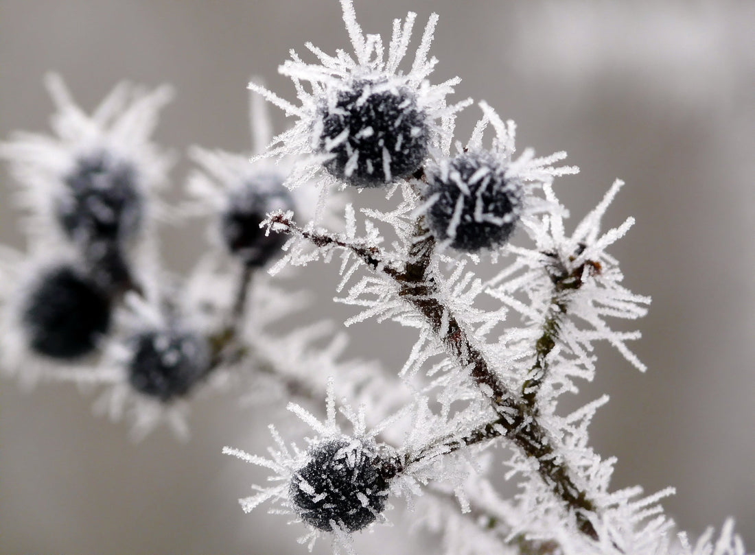 blueberry fruits growing outside from their shrub during the winter covered in a layer of frost