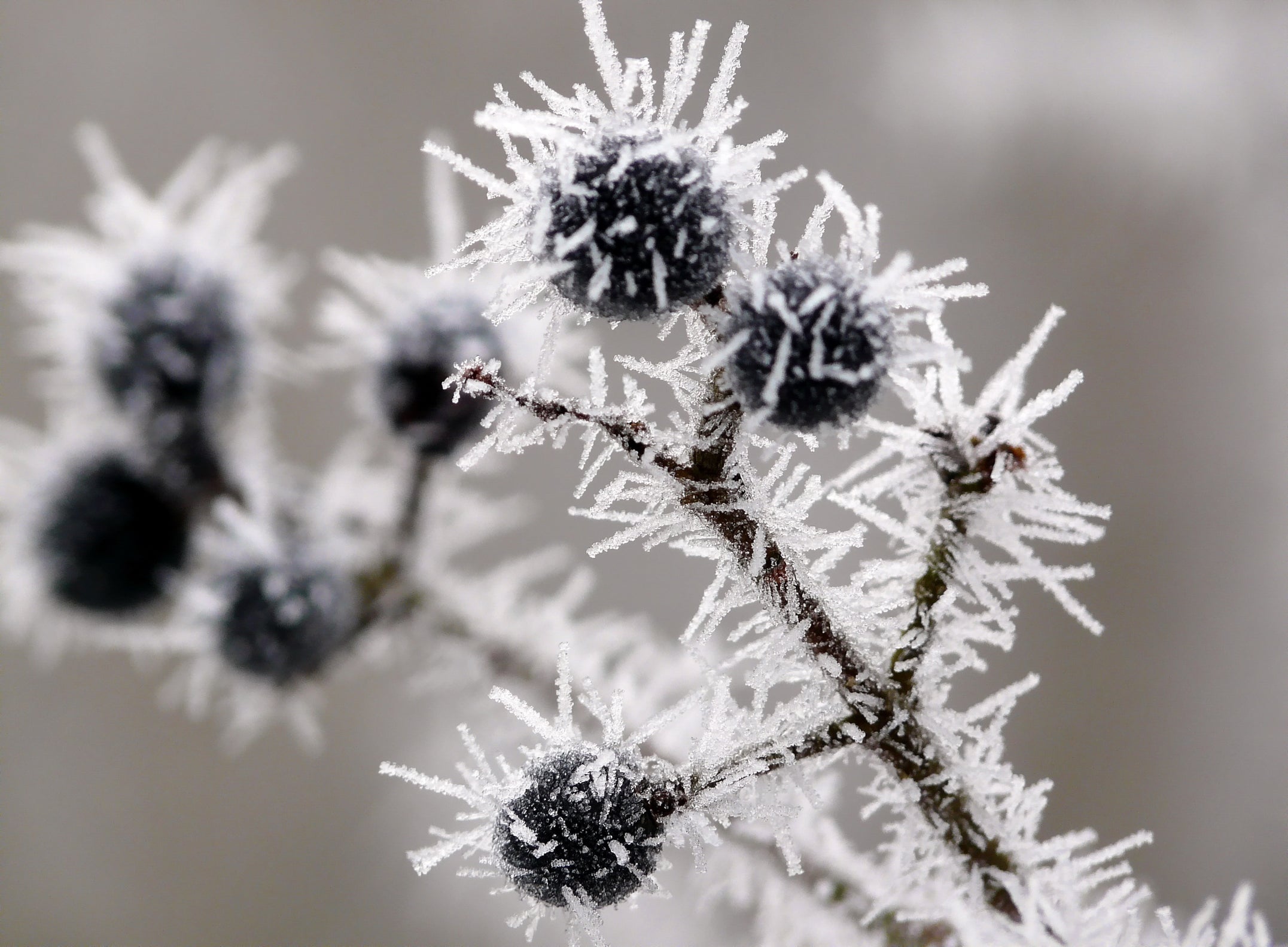 blueberry fruits growing outside from their shrub during the winter covered in a layer of frost