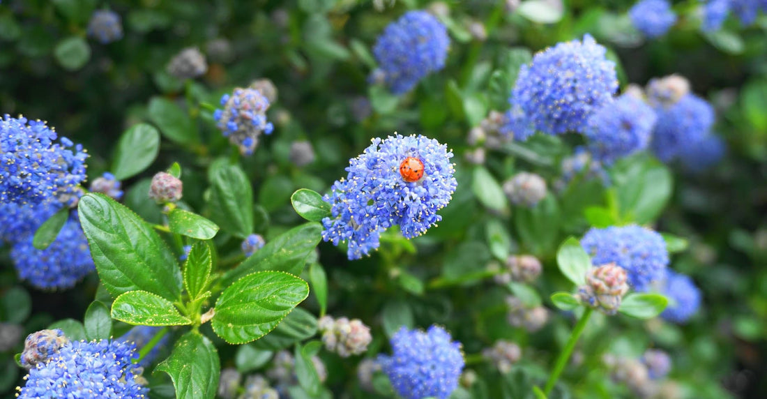 ladybird sat on blue ceanothus blossoms