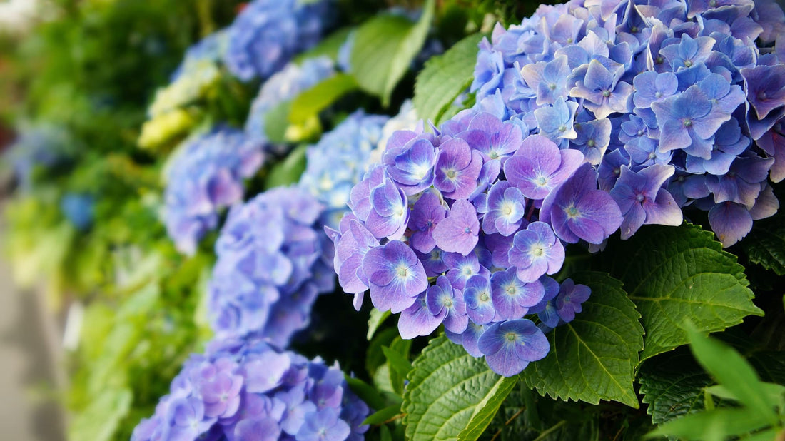 dark blue hydrangea blooms