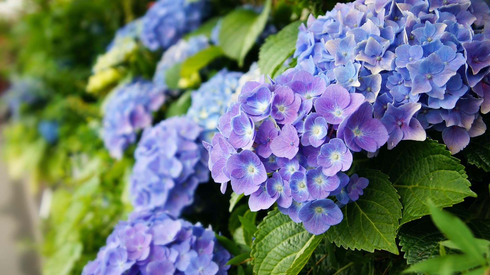 dark blue hydrangea blooms