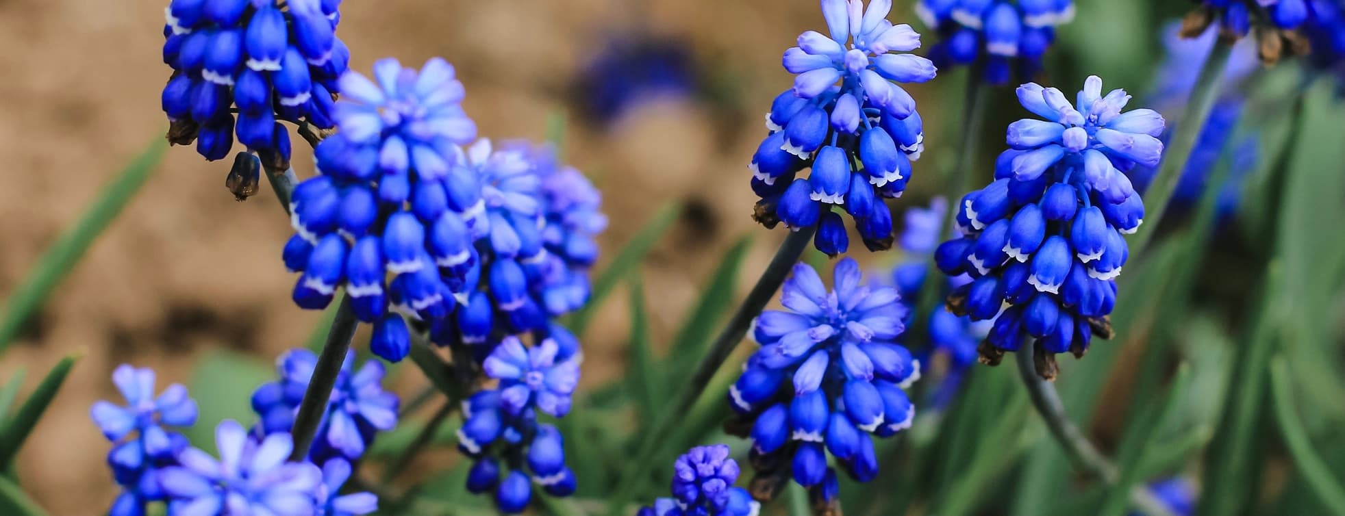 blue muscari flowers