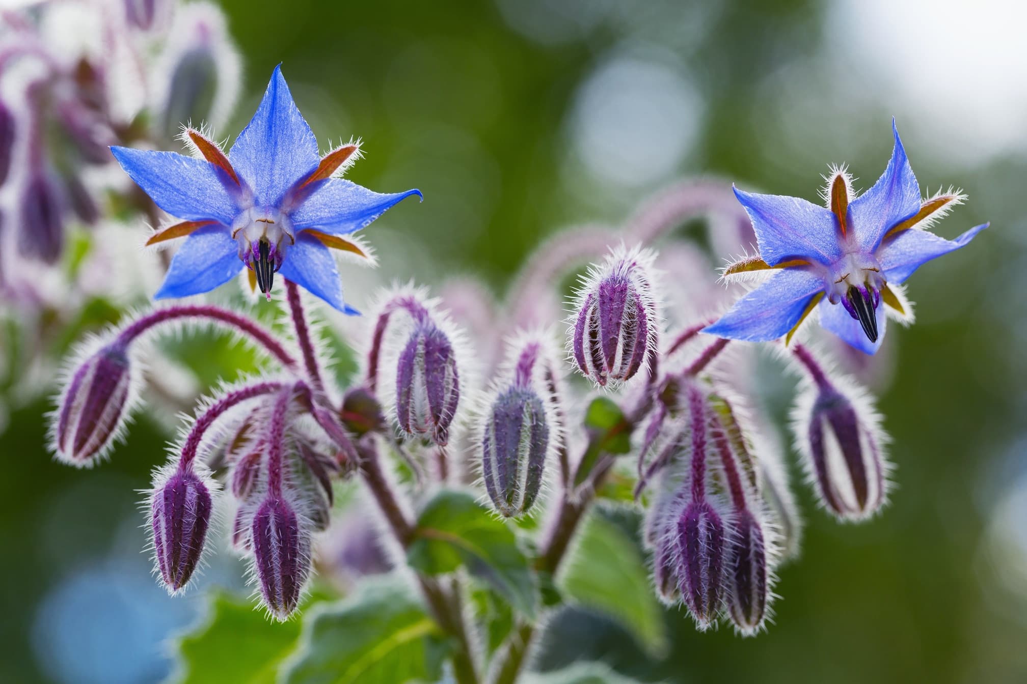 blue borage flowers in focus