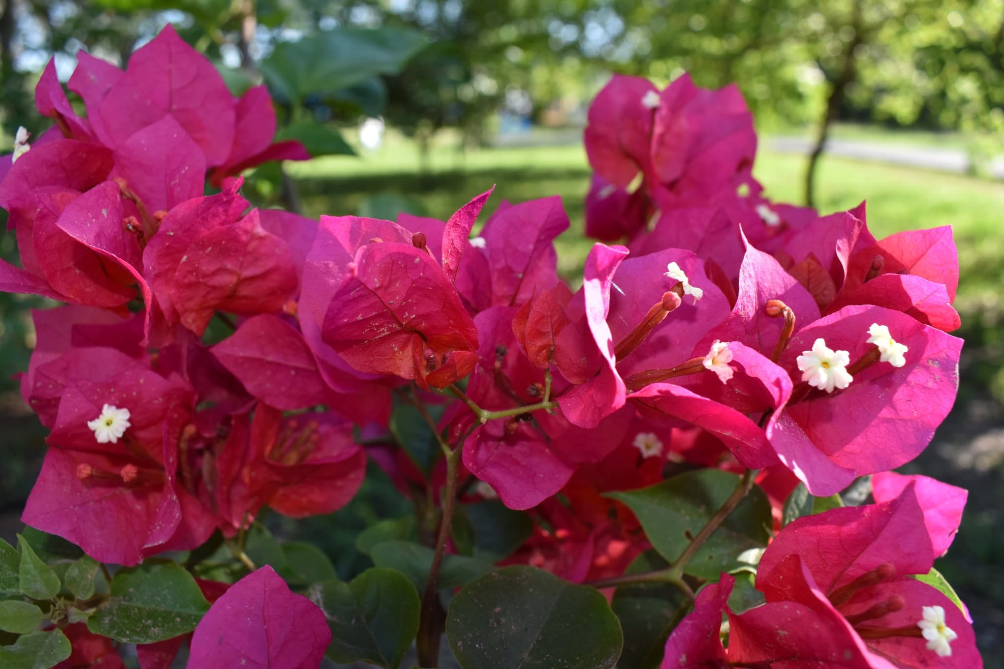 bougainvillea shrub in flower with open pink blooms