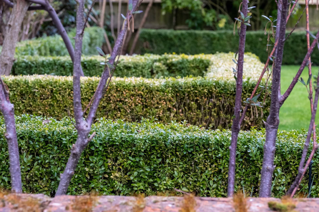 a partially infected box hedge with varying colouration