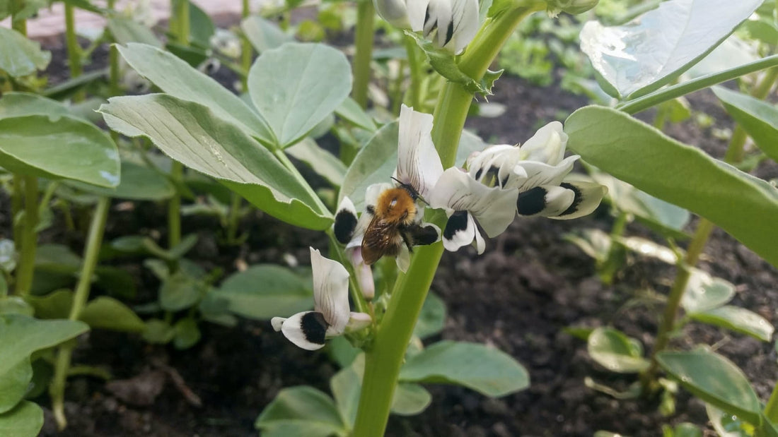 bumblebee sat on white flowers of broad bean plant
